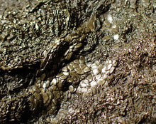 Load image into Gallery viewer, Large uncommon pyrite crinoid head Pentacrinites (222 mm)