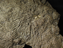 Load image into Gallery viewer, Large uncommon pyrite crinoid head Pentacrinites (222 mm)