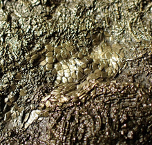 Load image into Gallery viewer, Large uncommon pyrite crinoid head Pentacrinites (222 mm)