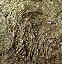 Load image into Gallery viewer, Huge uncommon pyrite crinoid colony fossil Pentacrinites (312 mm)