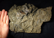Load image into Gallery viewer, Huge uncommon pyrite crinoid colony fossil Pentacrinites (296 mm)
