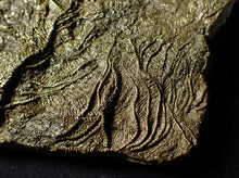 Load image into Gallery viewer, Huge uncommon pyrite crinoid colony fossil Pentacrinites (296 mm)
