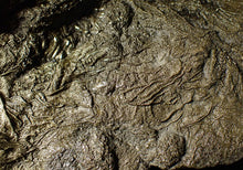 Load image into Gallery viewer, Huge uncommon pyrite crinoid colony fossil Pentacrinites (296 mm)
