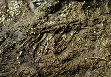 Load image into Gallery viewer, Huge uncommon pyrite crinoid colony fossil Pentacrinites (296 mm)