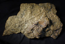 Load image into Gallery viewer, Huge uncommon pyrite crinoid colony fossil Pentacrinites (296 mm)