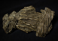Load image into Gallery viewer, Large and rare highly detailed 3D pyrite crinoid fossil head (130 mm)