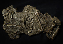 Load image into Gallery viewer, Large and rare highly detailed 3D pyrite crinoid fossil head (130 mm)