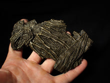 Load image into Gallery viewer, Large and rare highly detailed 3D pyrite crinoid fossil head (130 mm)
