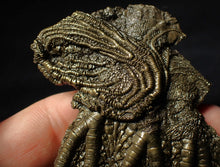 Load image into Gallery viewer, Large and rare highly detailed 3D pyrite crinoid fossil head (130 mm)