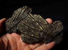 Load image into Gallery viewer, Large and rare highly detailed 3D pyrite crinoid fossil head (130 mm)
