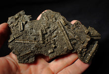 Load image into Gallery viewer, Large and rare highly detailed 3D pyrite crinoid fossil head (130 mm)