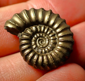 Large Promicroceras pyritosum ammonite (24 mm)