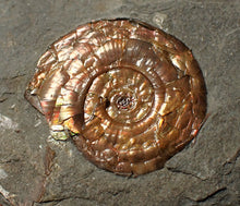 Load image into Gallery viewer, Juvenile iridescent Psiloceras ammonite fossil (22mm)