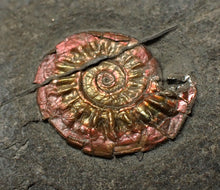 Load image into Gallery viewer, Juvenile iridescent Caloceras display ammonite fossil 18mm
