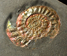 Load image into Gallery viewer, Juvenile iridescent Caloceras display ammonite fossil 27mm