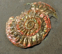 Load image into Gallery viewer, Juvenile iridescent Caloceras display ammonite fossil 27mm