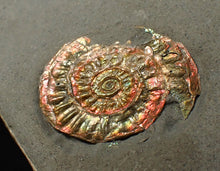 Load image into Gallery viewer, Juvenile iridescent Caloceras display ammonite fossil 27mm
