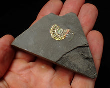 Load image into Gallery viewer, Juvenile green iridescent Caloceras display ammonite fossil 16mm