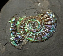 Load image into Gallery viewer, Juvenile green/blue iridescent Caloceras display ammonite fossil 28mm
