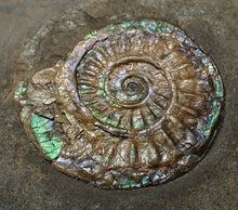 Load image into Gallery viewer, Juvenile green/blue iridescent Caloceras display ammonite fossil 25mm