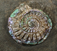 Load image into Gallery viewer, Juvenile green/blue iridescent Caloceras display ammonite fossil 25mm
