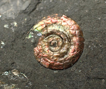 Load image into Gallery viewer, Juvenile iridescent Psiloceras ammonite fossil (16mm)