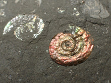 Load image into Gallery viewer, Juvenile iridescent Psiloceras ammonite fossil (16mm)