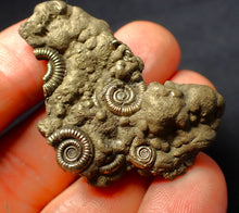 Load image into Gallery viewer, Full pyrite multi-ammonite fossil (46 mm)