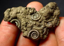 Load image into Gallery viewer, Full pyrite multi-ammonite fossil (46 mm)
