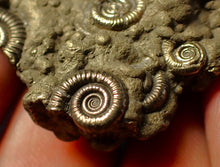 Load image into Gallery viewer, Full pyrite multi-ammonite fossil (46 mm)