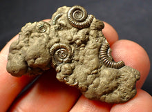 Load image into Gallery viewer, Full pyrite multi-ammonite fossil (46 mm)