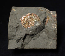 Load image into Gallery viewer, Juvenile iridescent Psiloceras display ammonite fossil 18mm
