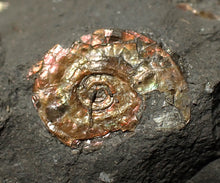 Load image into Gallery viewer, Juvenile iridescent Psiloceras display ammonite fossil 18mm
