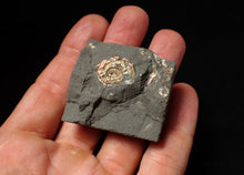 Load image into Gallery viewer, Juvenile iridescent Psiloceras display ammonite fossil 18mm