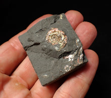 Load image into Gallery viewer, Juvenile iridescent Psiloceras display ammonite fossil 18mm