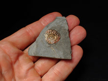 Load image into Gallery viewer, Juvenile iridescent Psiloceras ammonite fossil (17mm)