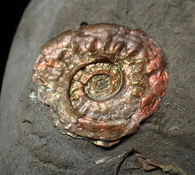 Load image into Gallery viewer, Juvenile iridescent Psiloceras ammonite fossil (17mm)
