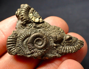 Full pyrite multi-ammonite fossil (43 mm)