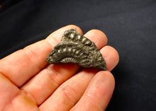 Load image into Gallery viewer, Full pyrite multi-ammonite fossil (43 mm)
