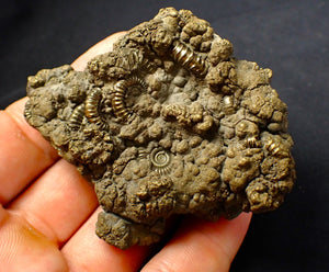 Large, full pyrite multi-ammonite fossil (74 mm)