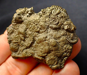Full pyrite multi-ammonite fossil (47 mm)