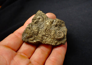 Large, full pyrite multi-ammonite fossil (56 mm)