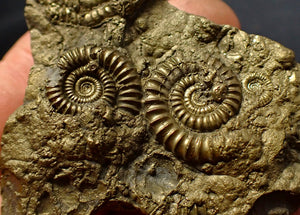 Large, full pyrite multi-ammonite fossil (56 mm)