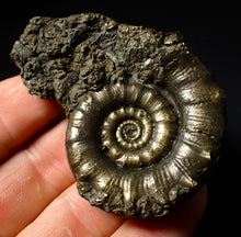 Load image into Gallery viewer, Pyrite Eoderoceras multi-ammonite fossil (61 mm)