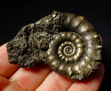 Load image into Gallery viewer, Pyrite Eoderoceras multi-ammonite fossil (61 mm)