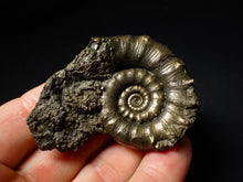 Load image into Gallery viewer, Pyrite Eoderoceras multi-ammonite fossil (61 mm)