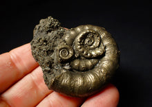 Load image into Gallery viewer, Pyrite Eoderoceras multi-ammonite fossil (61 mm)
