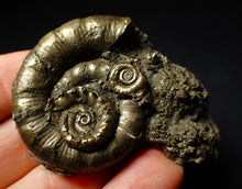 Load image into Gallery viewer, Pyrite Eoderoceras multi-ammonite fossil (61 mm)