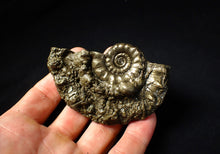 Load image into Gallery viewer, Pyrite Eoderoceras ammonite fossil (83 mm)