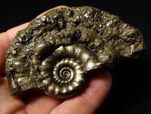 Load image into Gallery viewer, Pyrite Eoderoceras ammonite fossil (83 mm)